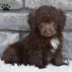 Daisy, Mini Aussiedoodle Puppy