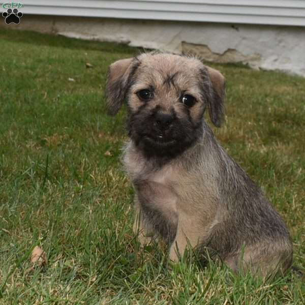 Carol, French Bulldog Mix Puppy