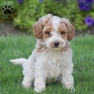 Gracie, Miniature Poodle Puppy