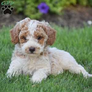 Gracie, Miniature Poodle Puppy