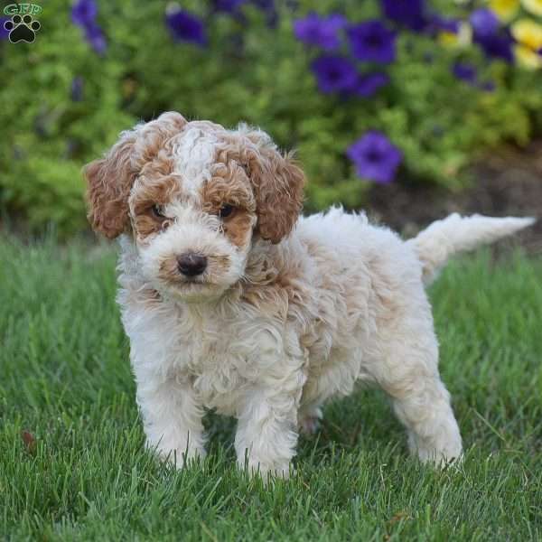 Gracie, Miniature Poodle Puppy