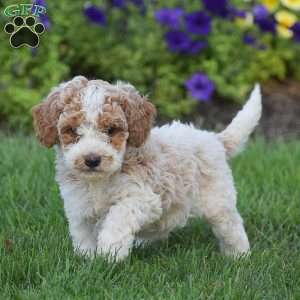 Gracie, Miniature Poodle Puppy