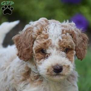 Gracie, Miniature Poodle Puppy