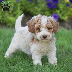 Gracie, Miniature Poodle Puppy