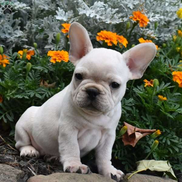 Gunner, French Bulldog Puppy