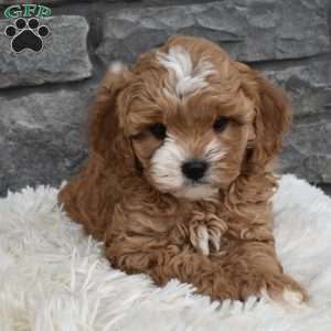 Mason, Cavapoo Puppy