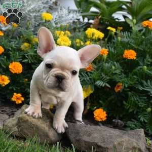 Gunner, French Bulldog Puppy