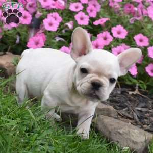 Gunner, French Bulldog Puppy