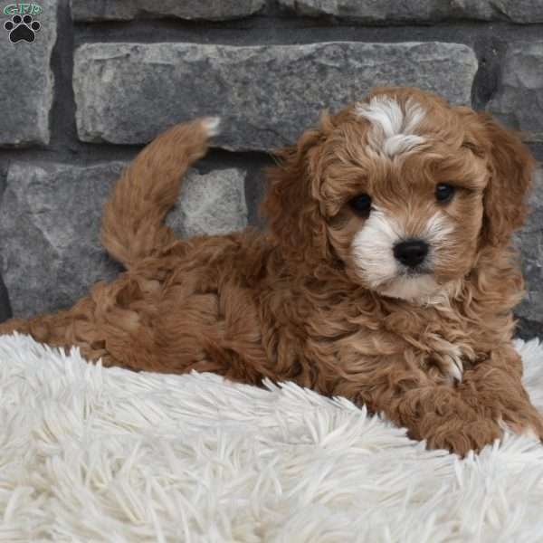 Mason, Cavapoo Puppy