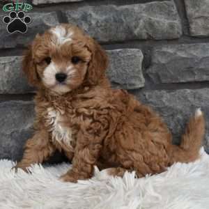 Mason, Cavapoo Puppy