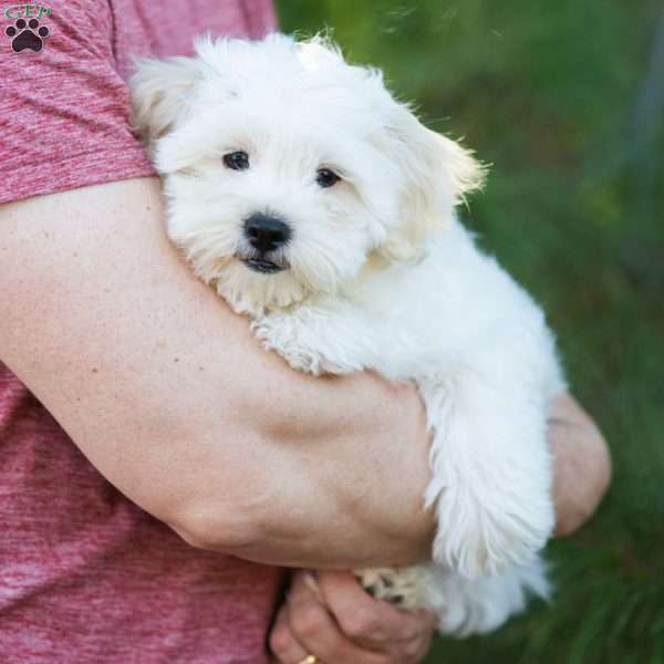 Apricot, Shih-Poo Puppy