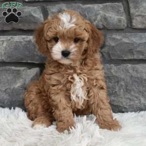 Mason, Cavapoo Puppy