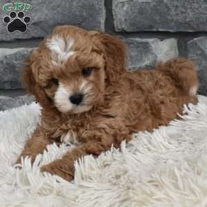 Mason, Cavapoo Puppy