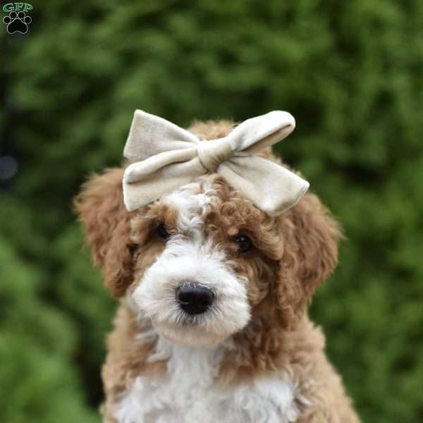 Lollipop, Mini Goldendoodle Puppy