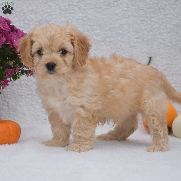 Matt, Cavachon Puppy