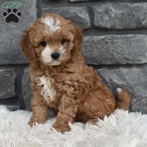 Mason, Cavapoo Puppy