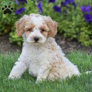 Graham, Miniature Poodle Puppy