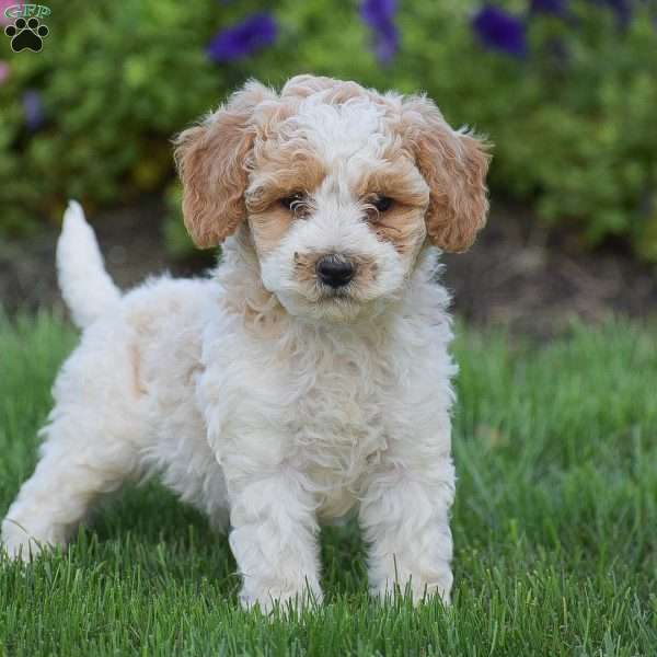 Graham, Miniature Poodle Puppy