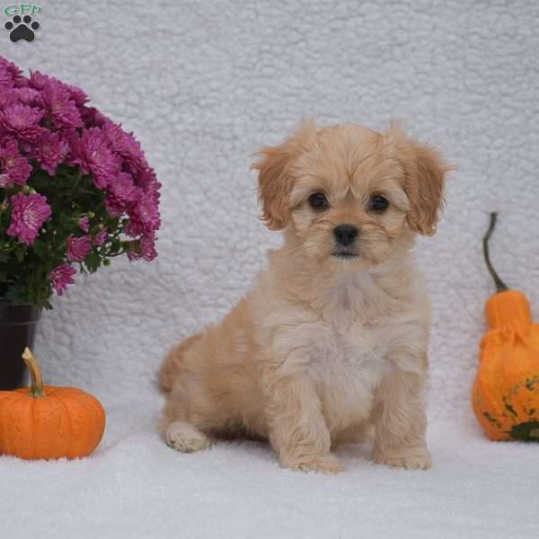 Molly, Cavachon Puppy