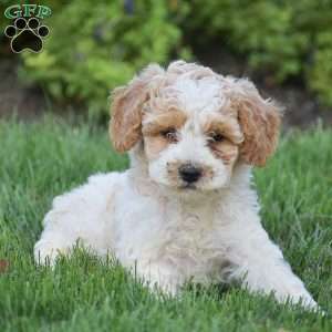 Graham, Miniature Poodle Puppy