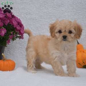 Molly, Cavachon Puppy