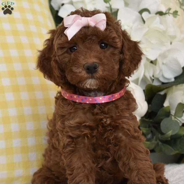 Pebbles, Toy Poodle Puppy