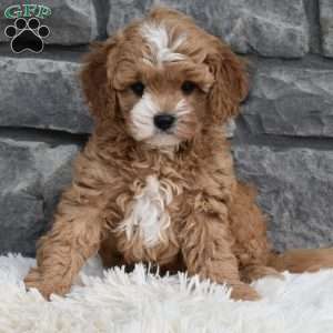 Mason, Cavapoo Puppy