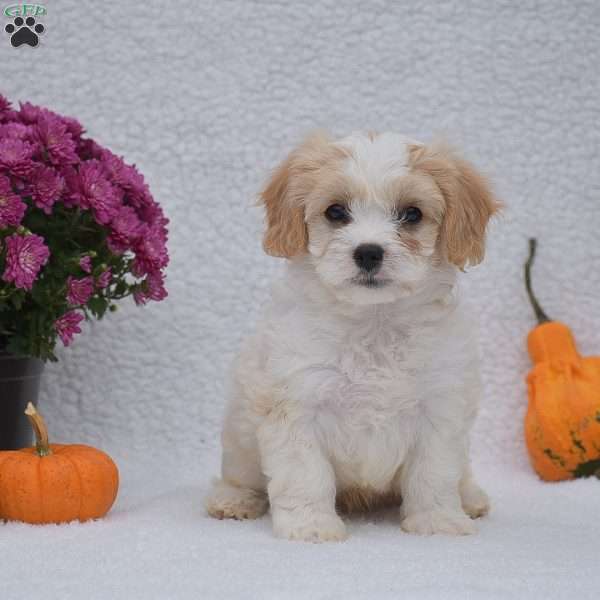 Michael, Cavachon Puppy