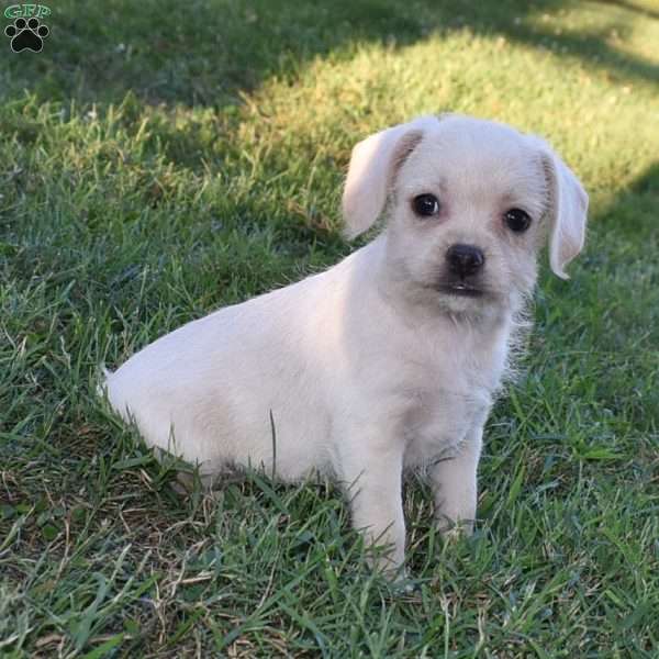 Caitlin, French Bulldog Mix Puppy