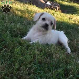 Caitlin, French Bulldog Mix Puppy