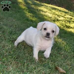 Caitlin, French Bulldog Mix Puppy