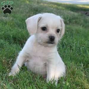 Caitlin, French Bulldog Mix Puppy