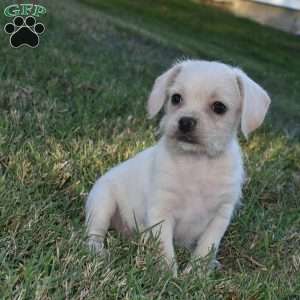 Caitlin, French Bulldog Mix Puppy