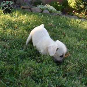 Caitlin, French Bulldog Mix Puppy