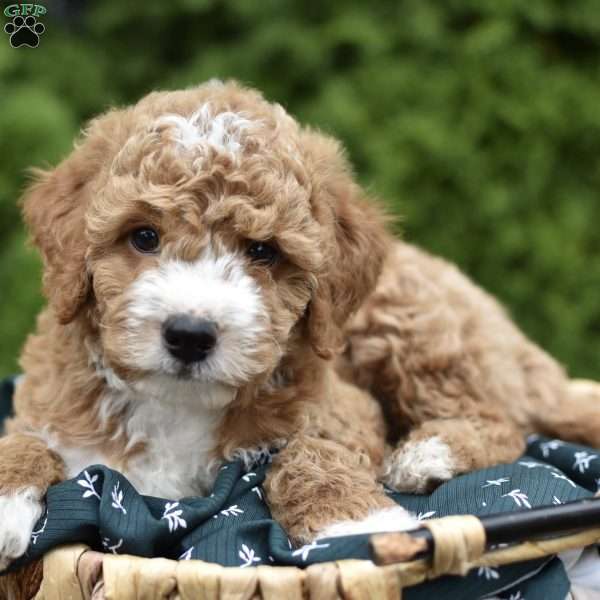 Courdoroy, Mini Goldendoodle Puppy