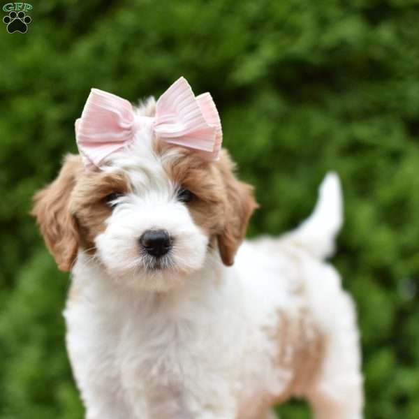 Tinkerbell, Mini Goldendoodle Puppy