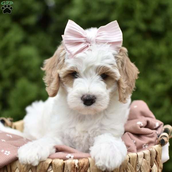 Peaches, Mini Goldendoodle Puppy