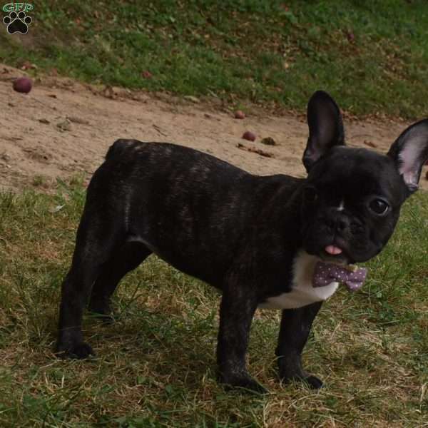 Savannah, French Bulldog Puppy