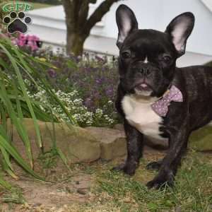 Savannah, French Bulldog Puppy