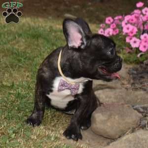 Savannah, French Bulldog Puppy