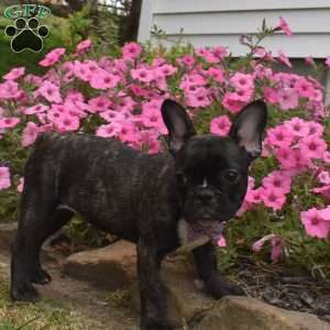 Savannah, French Bulldog Puppy