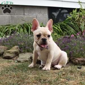 Skittles, French Bulldog Puppy