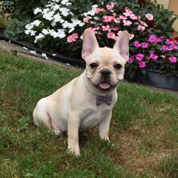 Skittles, French Bulldog Puppy