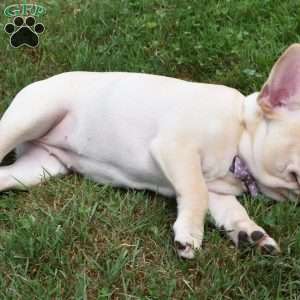 Skittles, French Bulldog Puppy