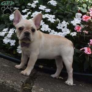 Skittles, French Bulldog Puppy