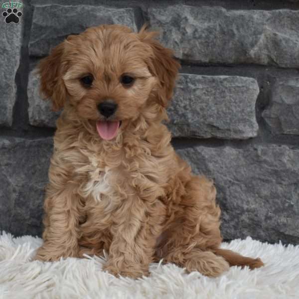 Millie, Cavapoo Puppy