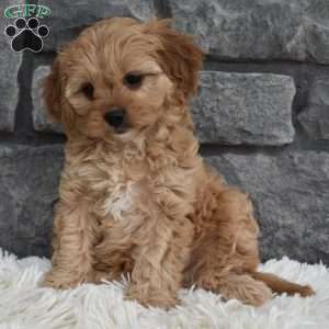 Millie, Cavapoo Puppy