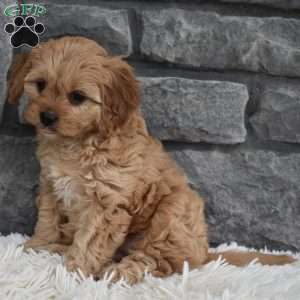 Millie, Cavapoo Puppy