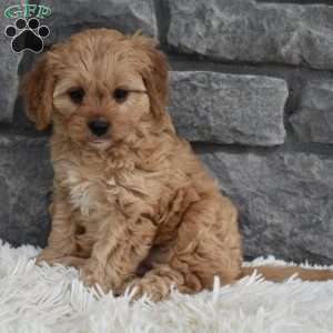 Millie, Cavapoo Puppy