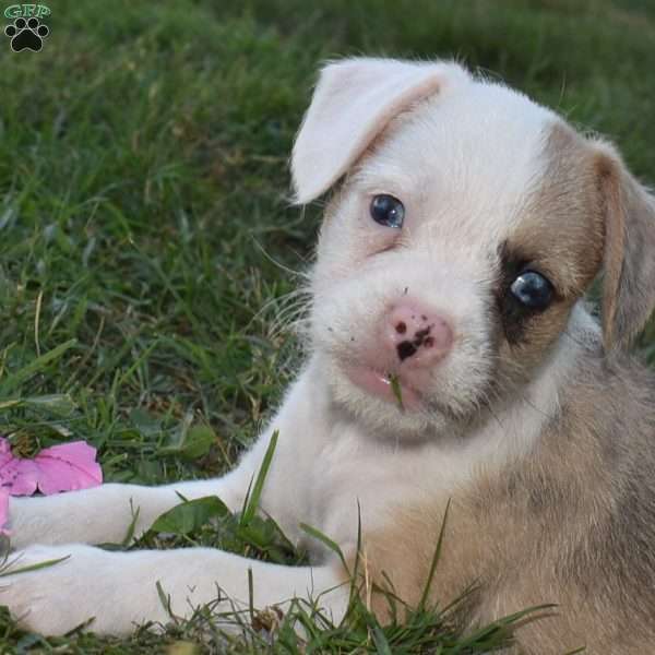 Captain, French Bulldog Mix Puppy